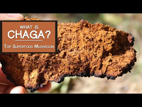 What is Chaga? Learn Why It&#039;s a Top Superfood Mushroom